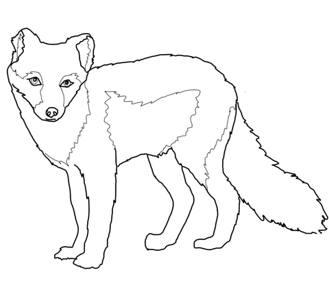 Arctic Fox Summer Coat Coloring Page